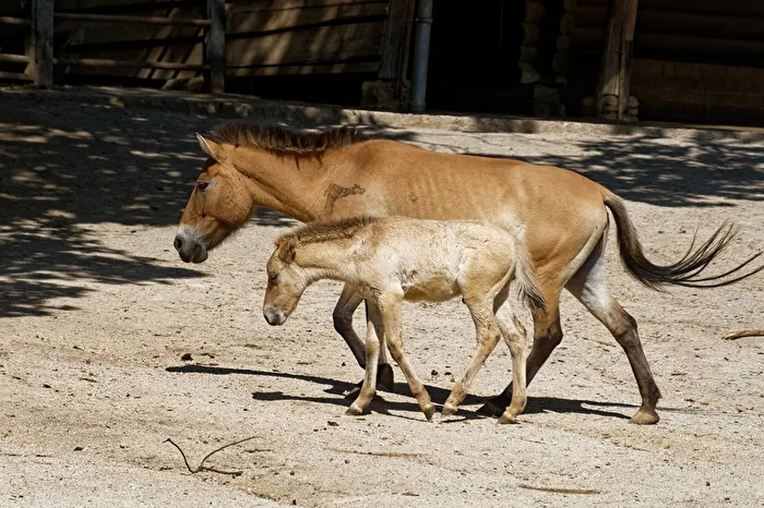 Przewalski-Pferde