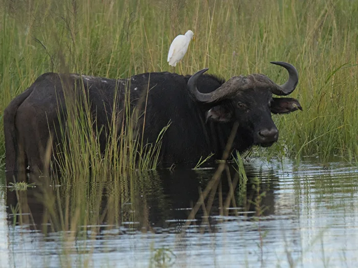 Wilderness - on the Kwando
