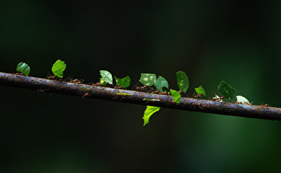 Blattwerk in Bewegung