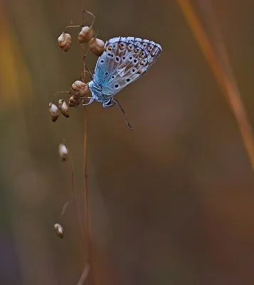 Abhängen in Blau