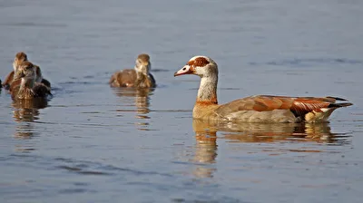 Nilgans und der Nachwuchs