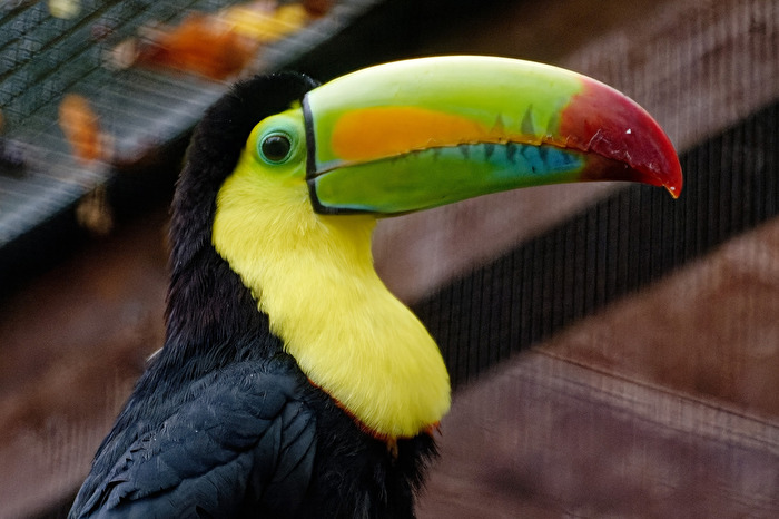 Tukan