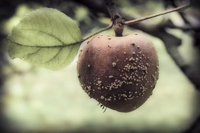 Compote de pommes