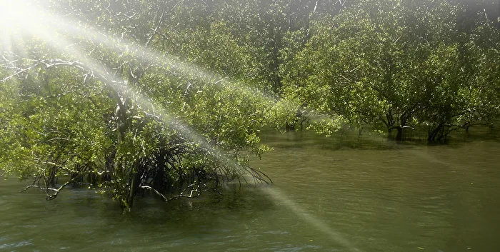 Wald Asien - Mangroven im Bako - NP