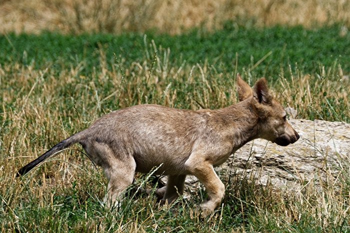 junger Timberwolf