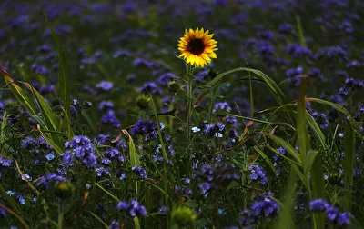 Sonnenblume