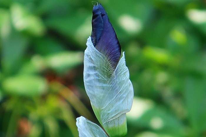 Baldige Blütenöffnung