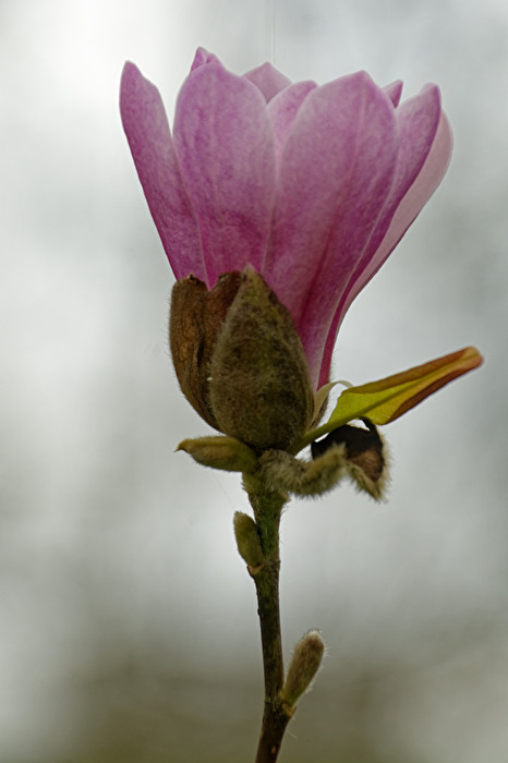Magnolie
