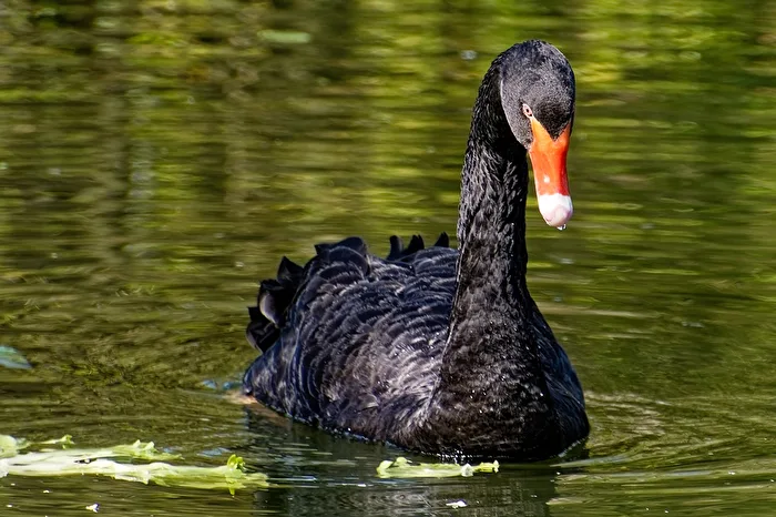 Schwarzer Schwan