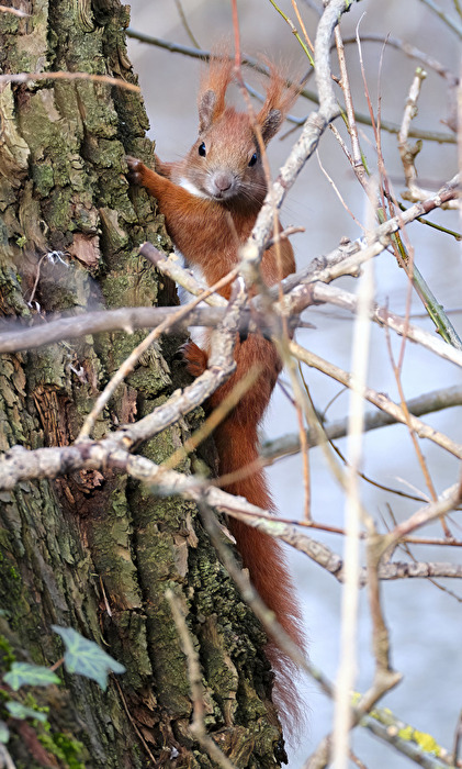 Eichhörnchen