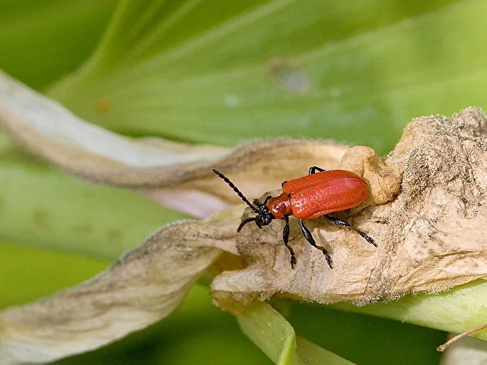 Lilienkäfer