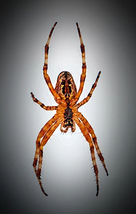Eine Spinne...