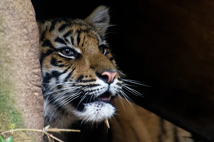 Jeune tigre
