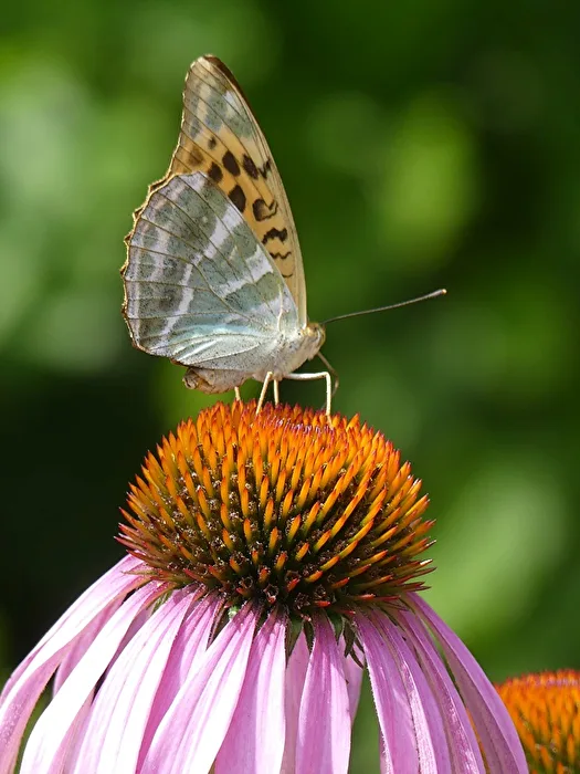 Schmetterling VII