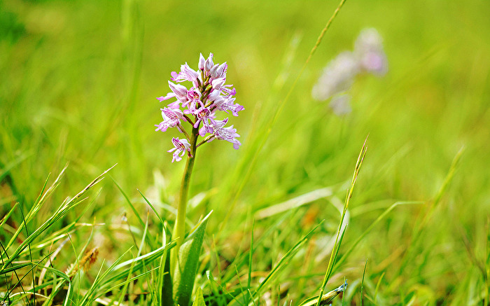 Helm Knabenkraut (Orchis militaris)