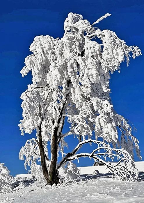 kalter Baum im Sonnenlicht, ganz weiss