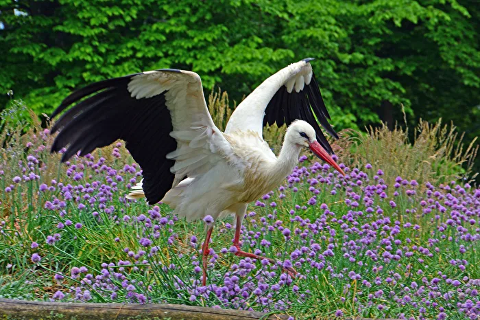 Cigogne