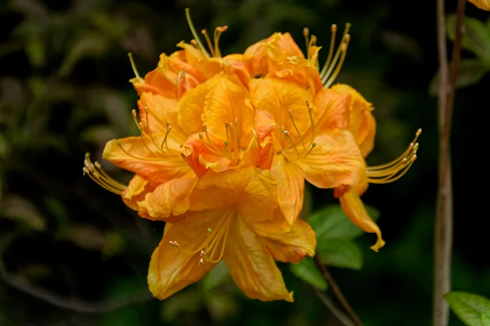 Rhododendron