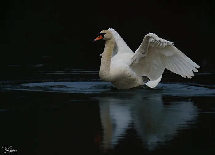 Well, a swan