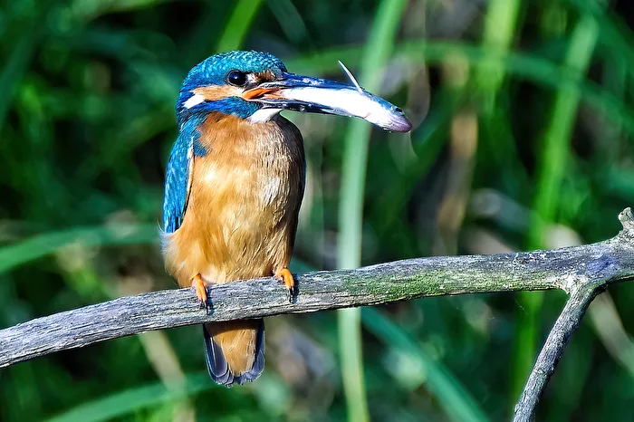 Kingfisher