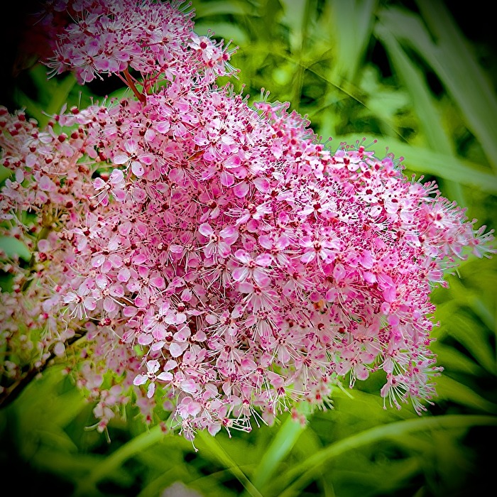 Filigrane Schönheit