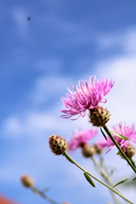 Disteln im Wind