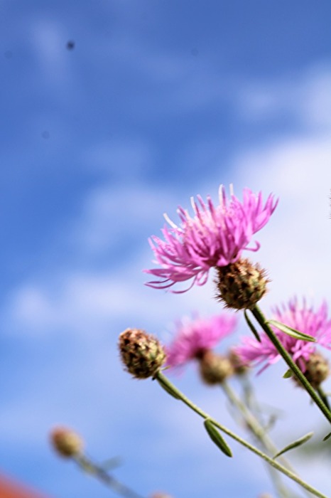 Disteln im Wind