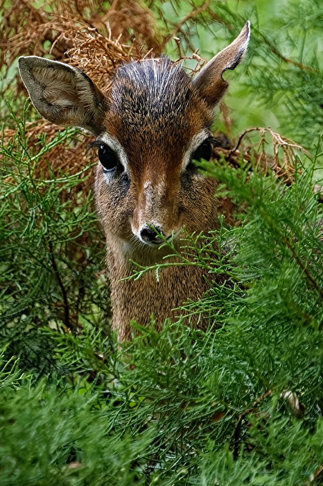 Kirk-Dikdik