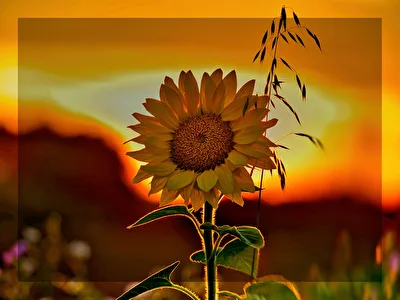 Sonnenblume im Gegenlicht
