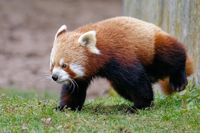 Roter Panda