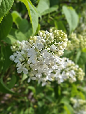 ​Frühlingserwachen in Weiß