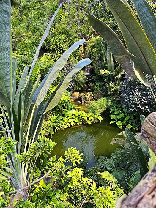 Gondwanaland, auf dem Baumwipfelpfad...
