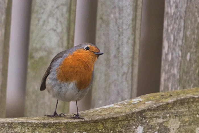 Robin