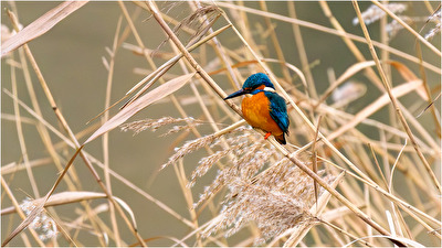 Eisvogel auf der Pirsch