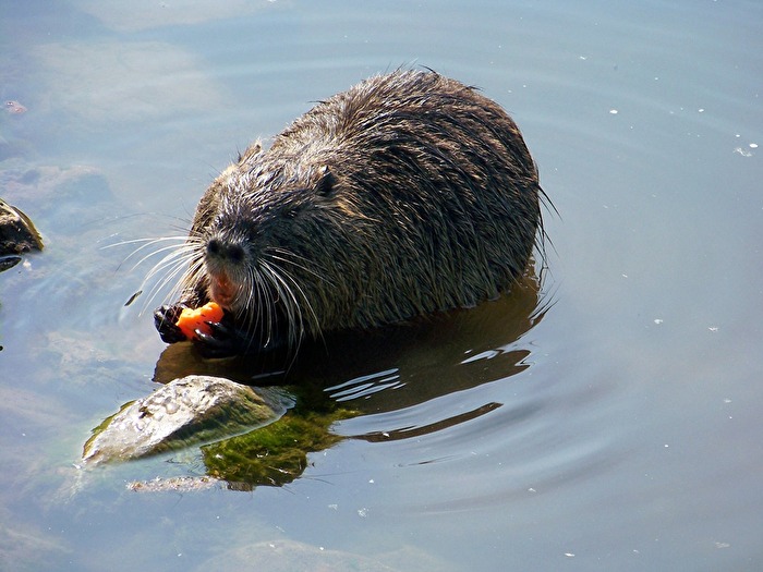 Nutria