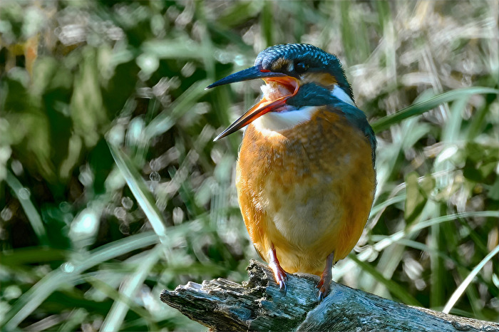 Eisvogel III