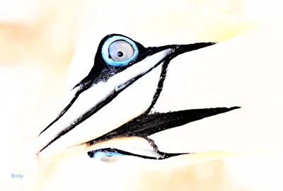 Birdy