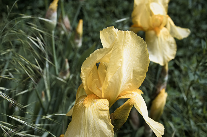 gelbe Blüten
