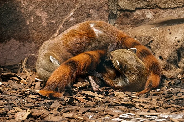 Ring-tailed mongoose's