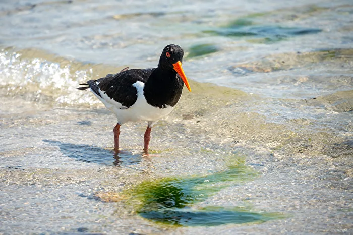 Oystercatcher on Helgoland