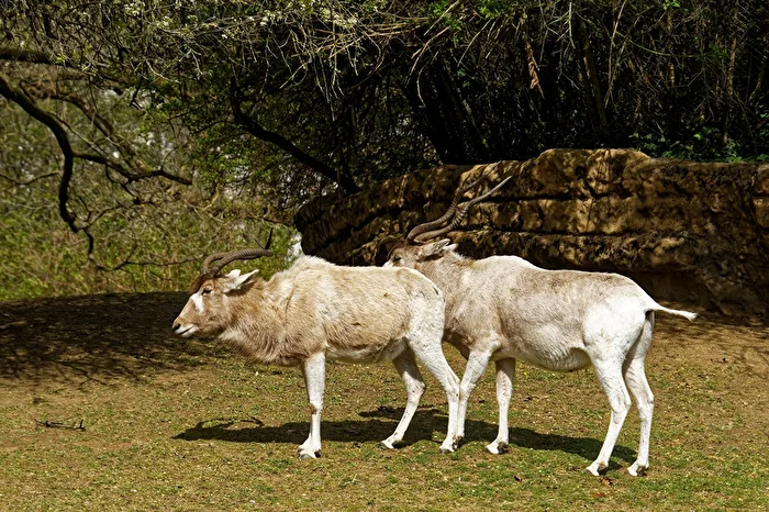 Addax Antelope