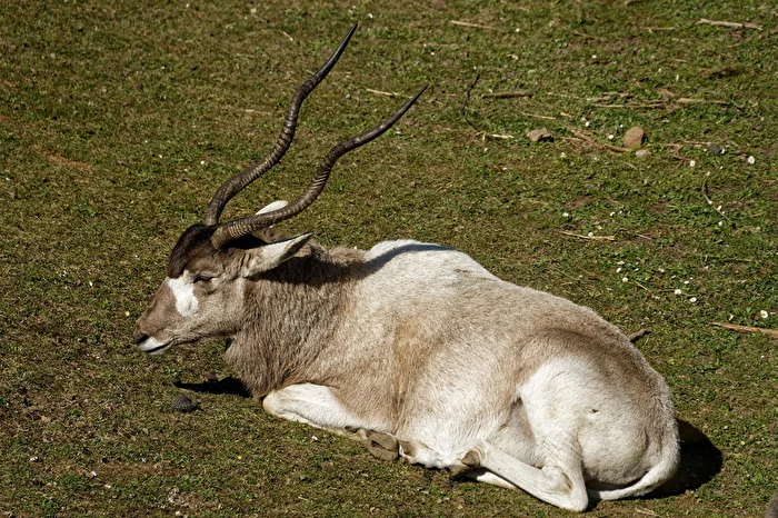 Addax Antelope