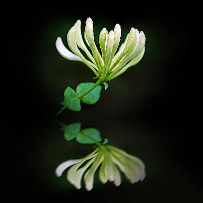 Honeysuckle...