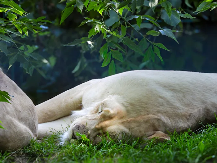 midday rest