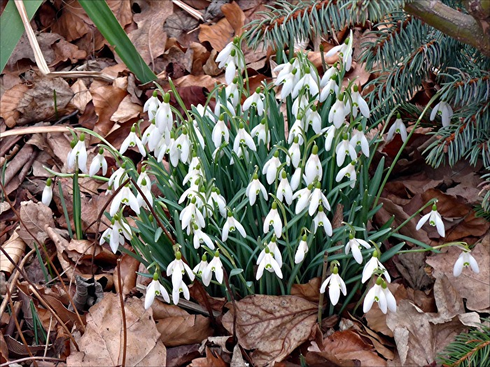 Schneeglöckchen