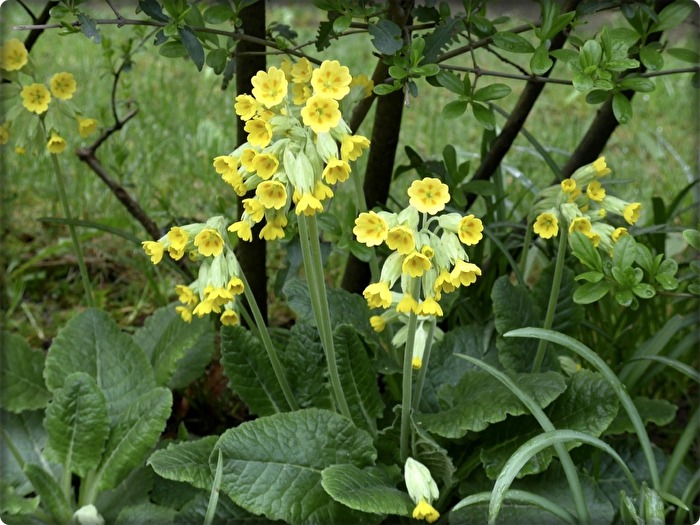 Frühlingsblüher