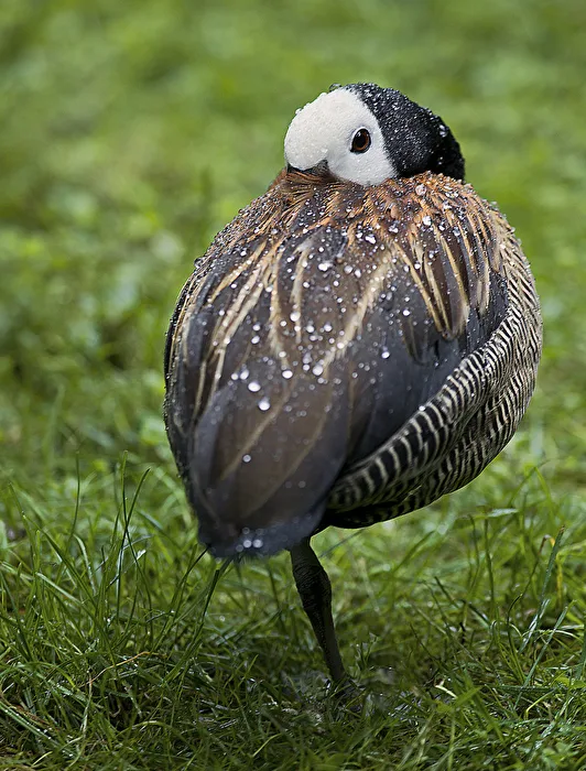 PFEIFFGANS
