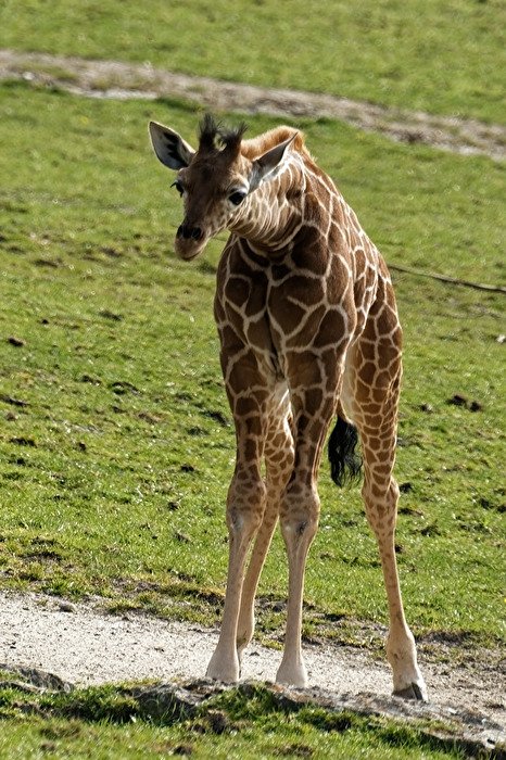 junge Giraffe