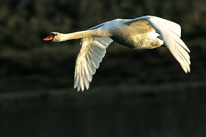 Schwan