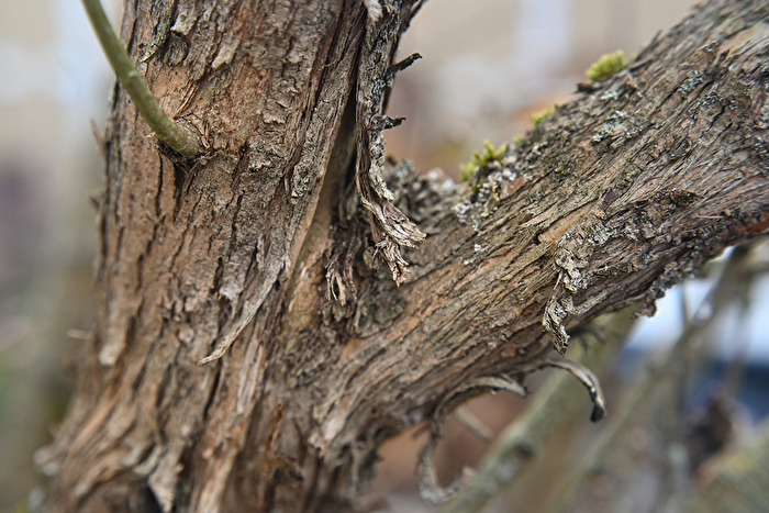 Astgabel Fliederbaum